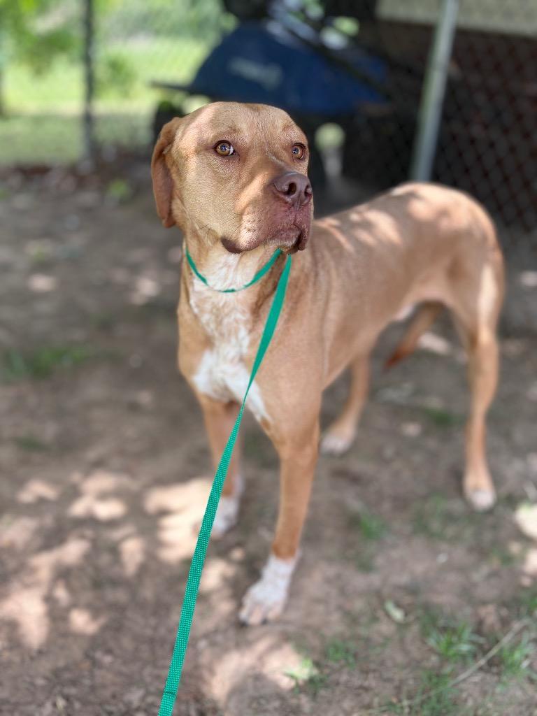 Enlarge Jack, a Adoptable Pit Bull Terrier in Nacogdoches, TX image 3/5