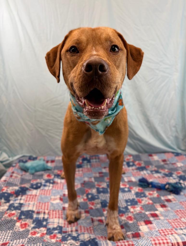 Jack, a Adoptable Pit Bull Terrier in Nacogdoches, TX image 4/5