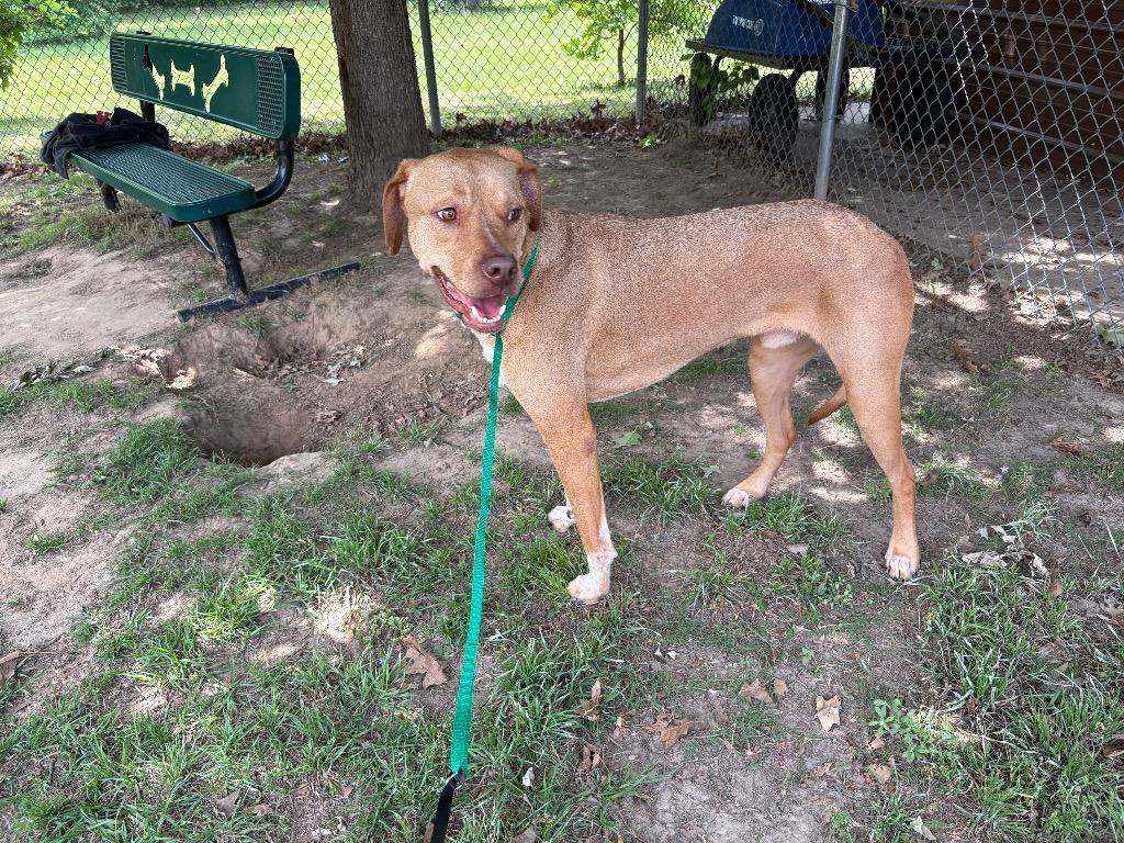 Enlarge Jack, a Adoptable Pit Bull Terrier in Nacogdoches, TX image 4/5