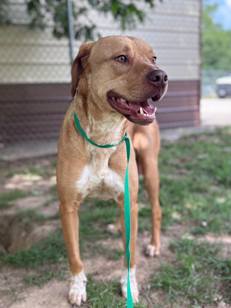 Enlarge Jack, a Adoptable Pit Bull Terrier in Nacogdoches, TX image 5/5
