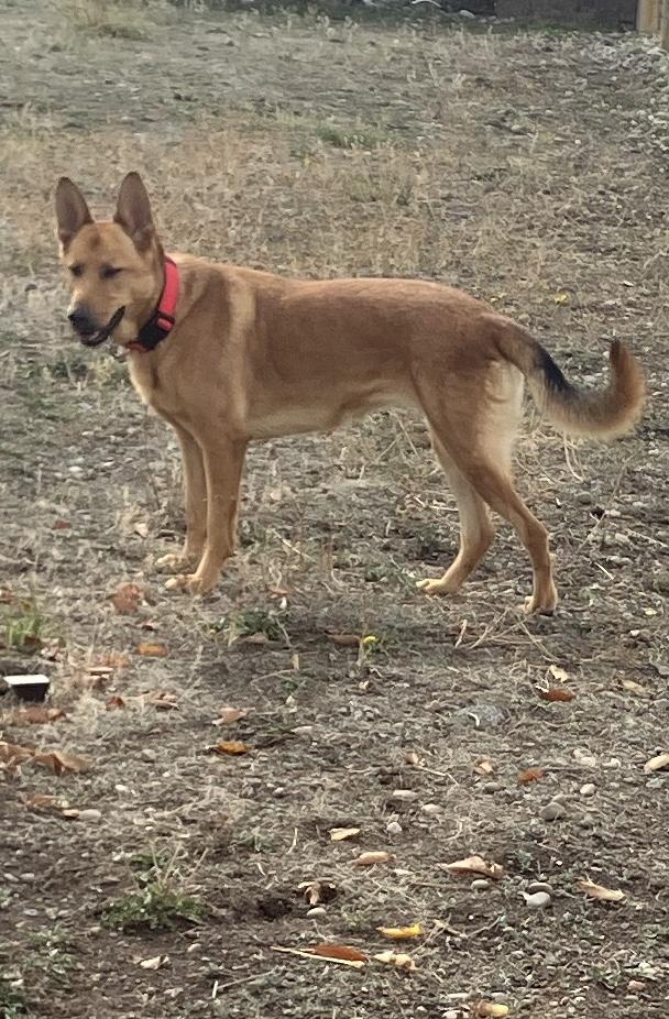 Enlarge Sandy, a Adoptable Belgian Shepherd / Malinois in St. Anthony, ID image 2/5