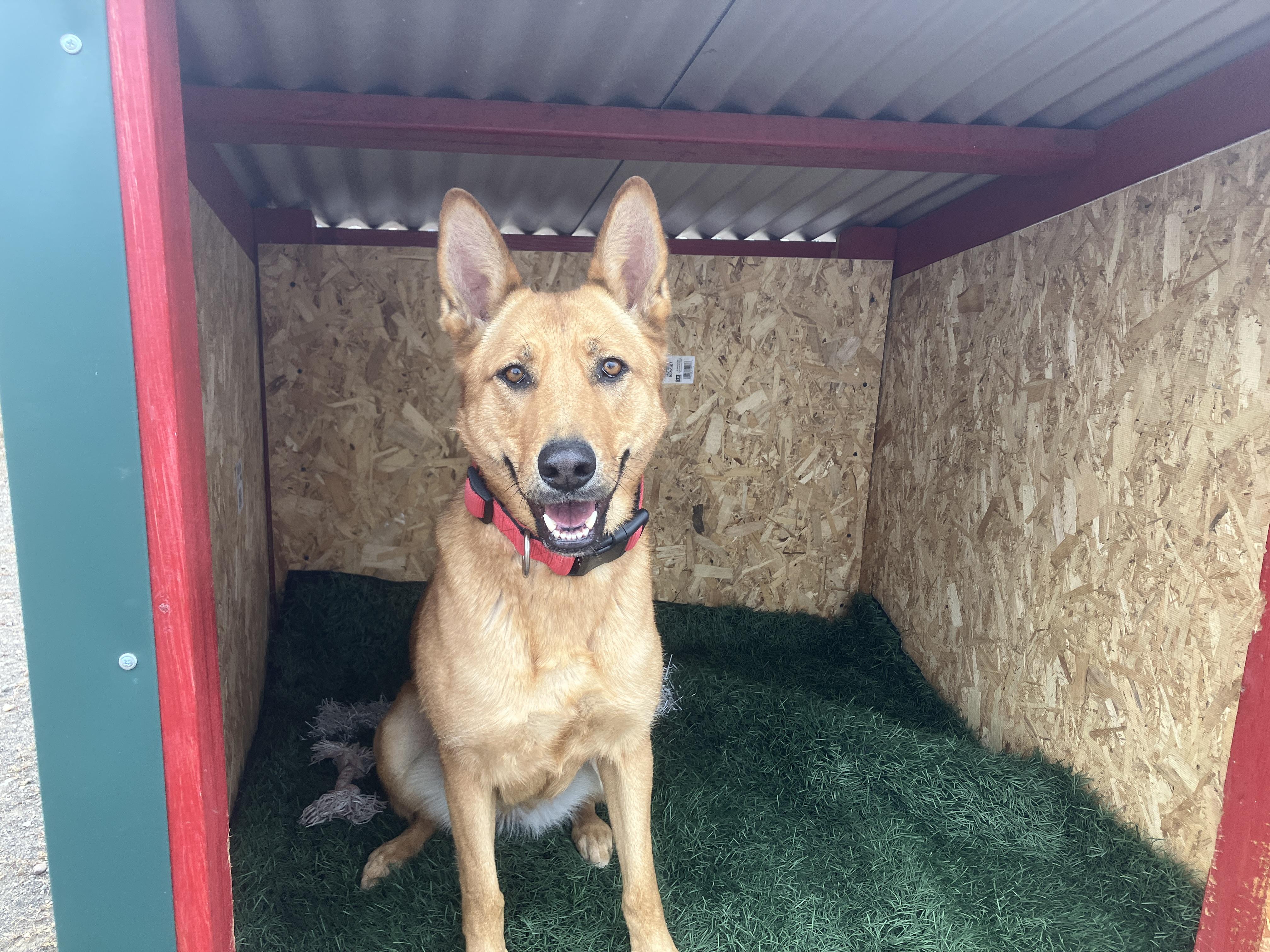 Sandy, Adoptable, Adult Female Belgian Shepherd / Malinois.