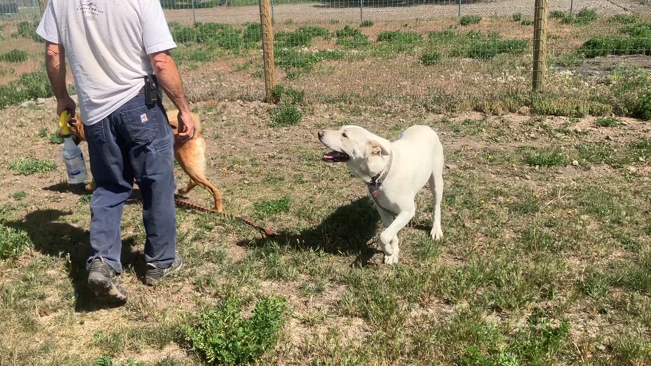 Enlarge Sandy, a Adoptable Belgian Shepherd / Malinois in St. Anthony, ID video 4/5