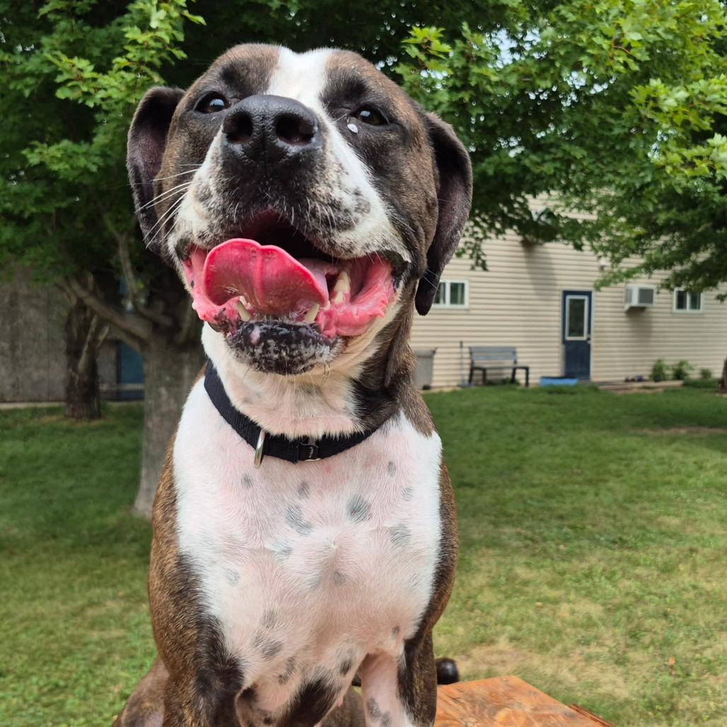 Mae, Adoptable, Adult Female Boxer.