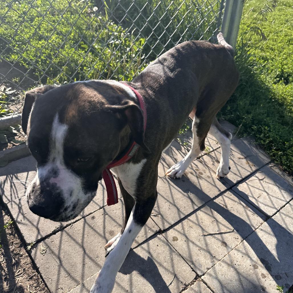 Enlarge Mae, a Adoptable Boxer in Milford, IA image 2/6