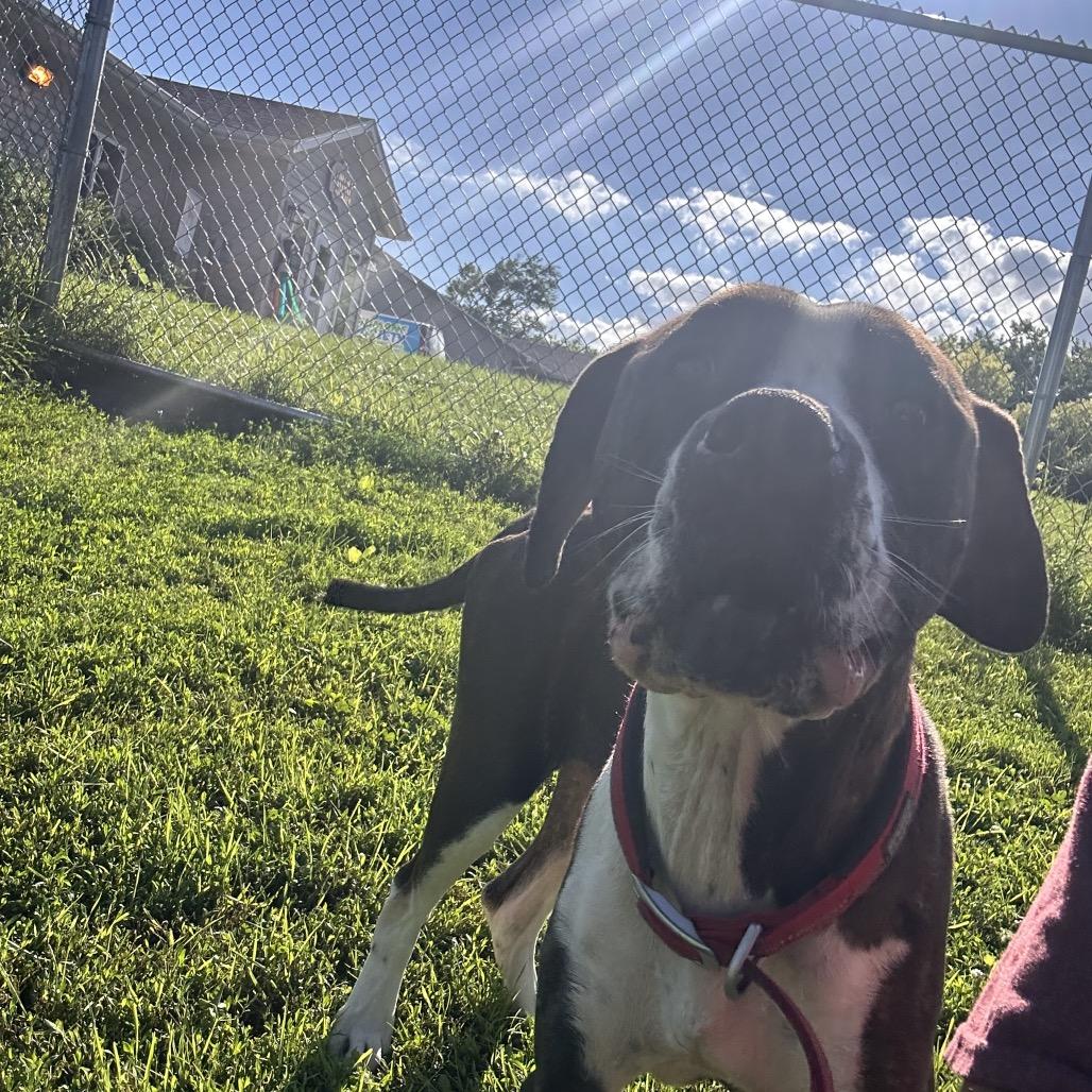 Enlarge Mae, a Adoptable Boxer in Milford, IA image 3/6