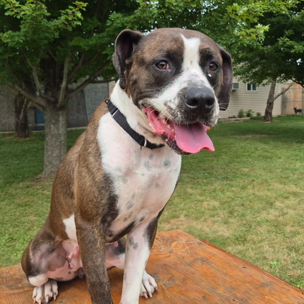 Enlarge Mae, a Adoptable Boxer in Milford, IA image 4/6