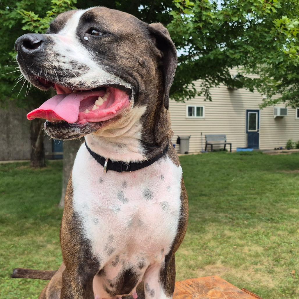 Enlarge Mae, a Adoptable Boxer in Milford, IA image 5/6