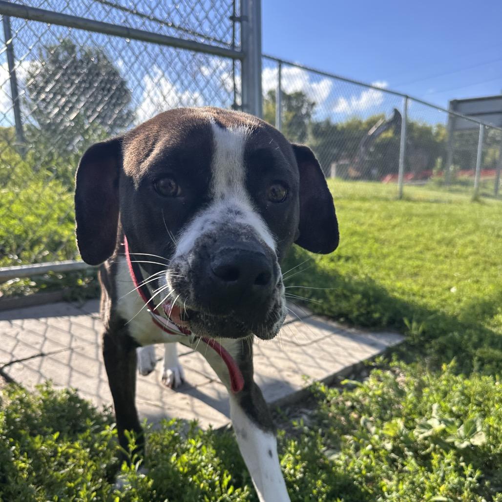 Enlarge Mae, a Adoptable Boxer in Milford, IA image 6/6