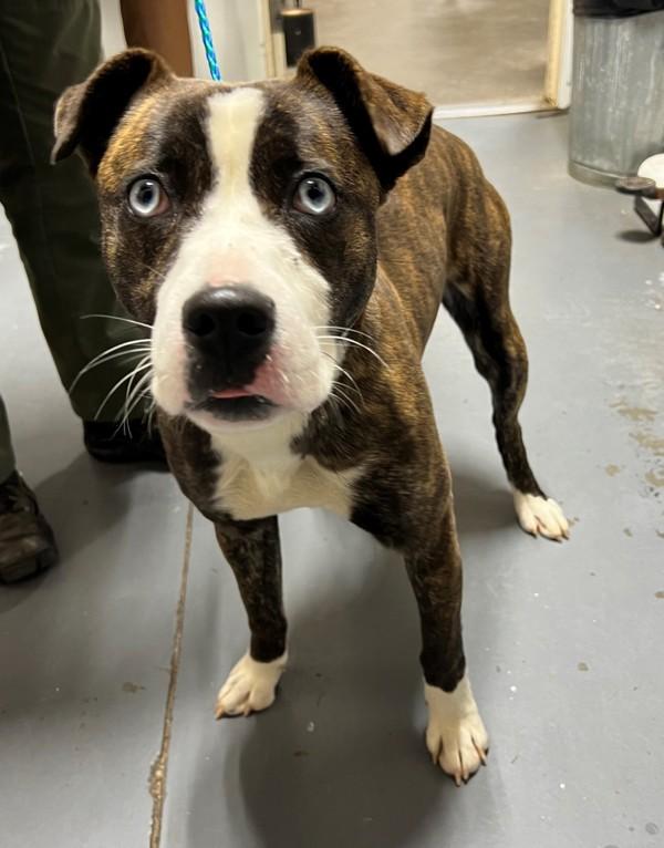 26-02-0457 Jessica, Adoptable, Adult Female Pit Bull Terrier.