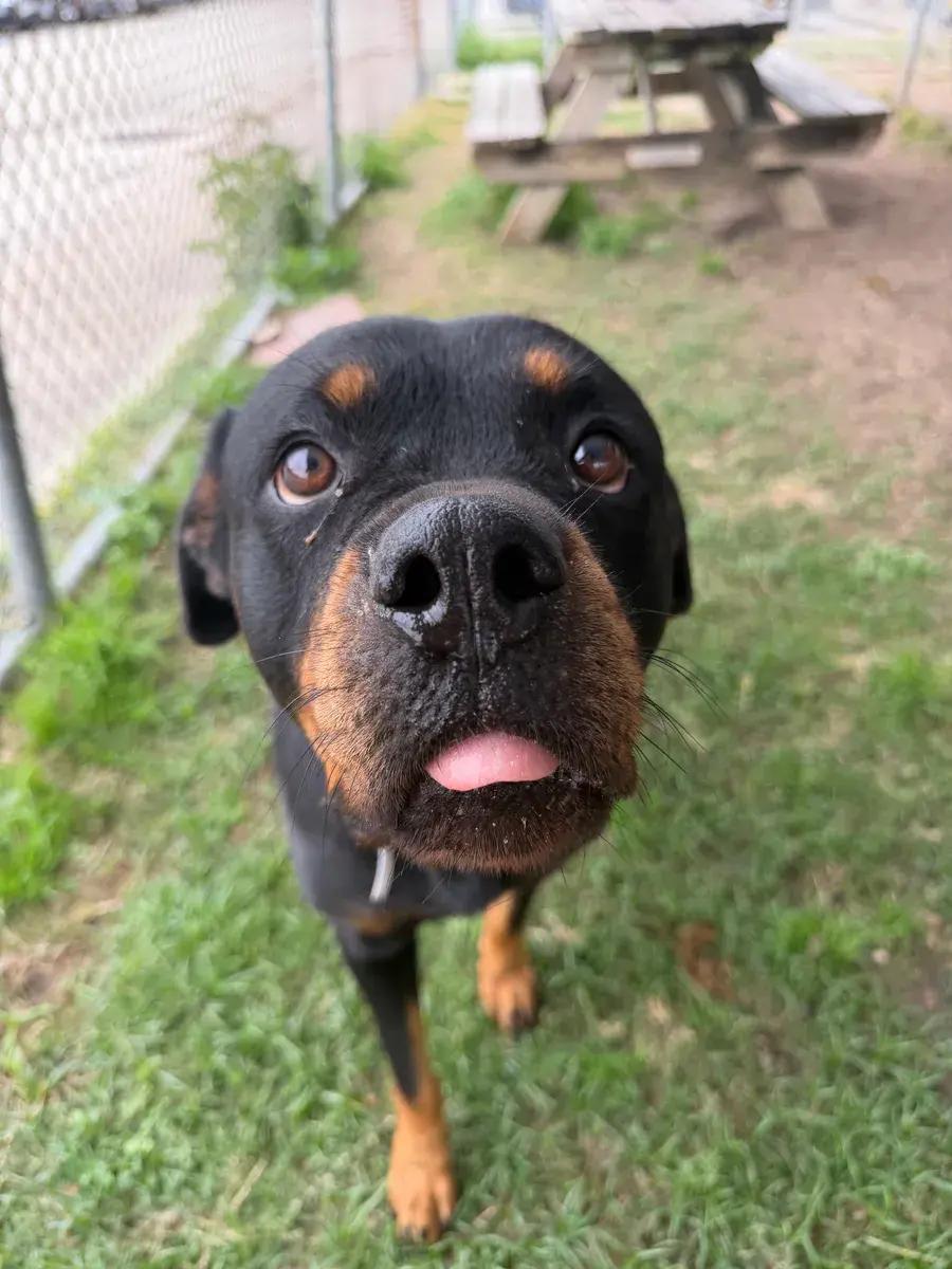 Enlarge Piper, a ADOPTABLE Rottweiler in Polk, OH image 4/5