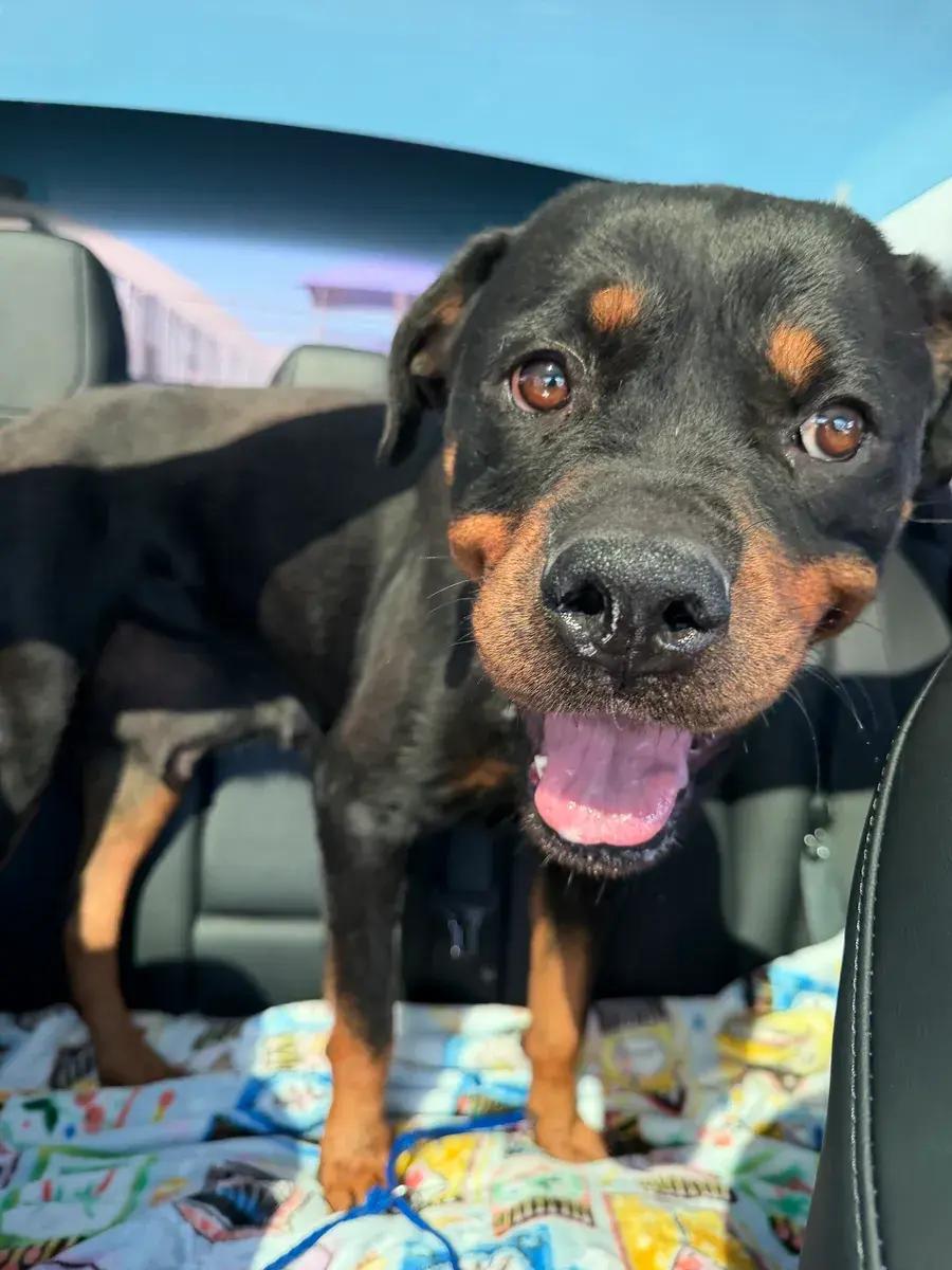 Enlarge Piper, a ADOPTABLE Rottweiler in Polk, OH image 2/5