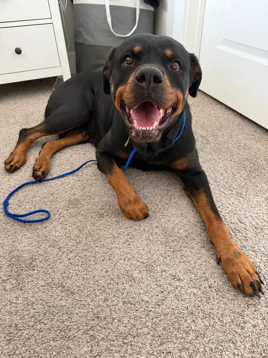 Piper, ADOPTABLE, Adult Female Rottweiler.