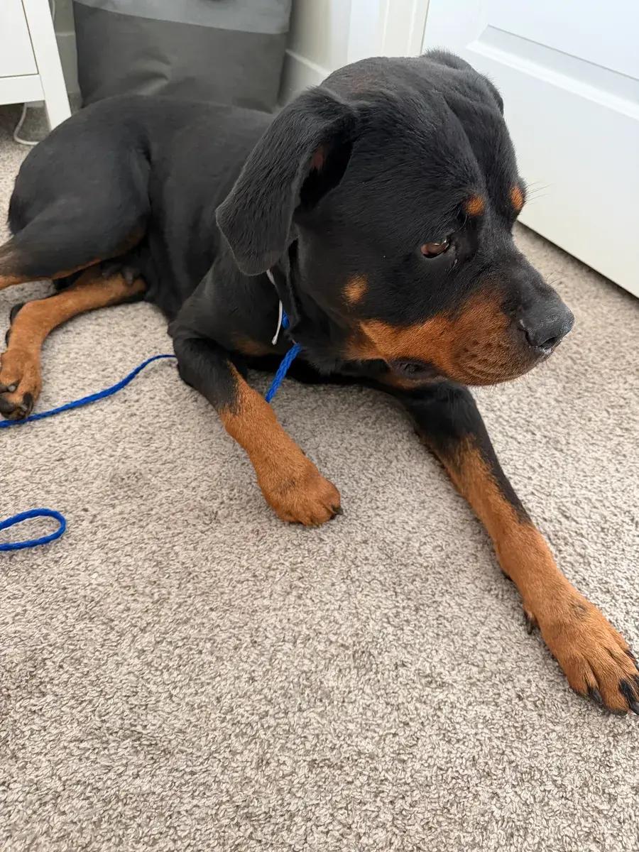 Enlarge Piper, a ADOPTABLE Rottweiler in Polk, OH image 3/5