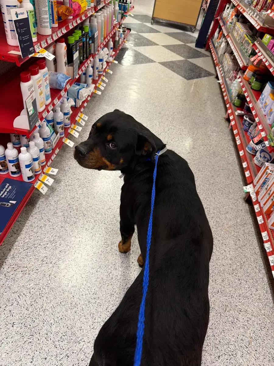 Enlarge Piper, a ADOPTABLE Rottweiler in Polk, OH image 5/5