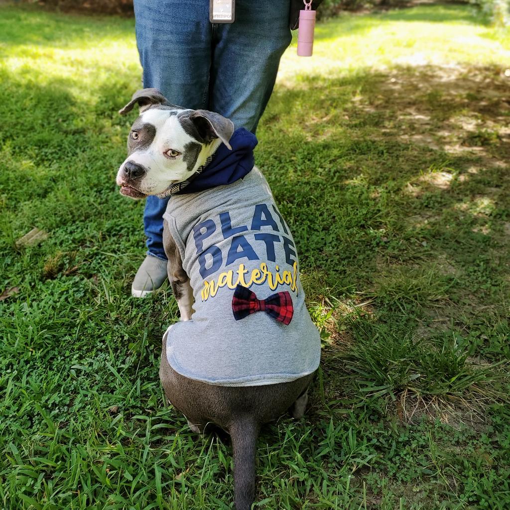 Meril, Adoptable, Senior Male Mixed Breed.