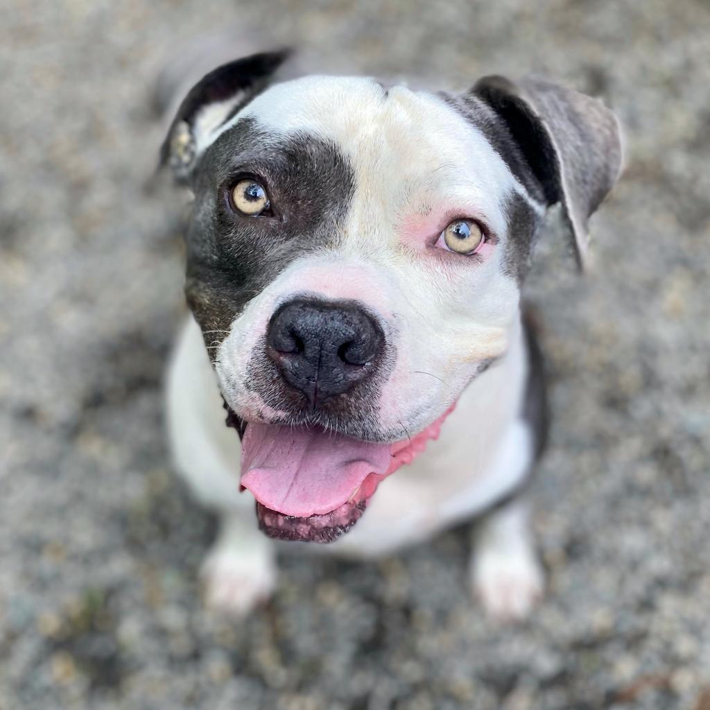 Enlarge Meril, a Adoptable mixed breed image 2/6