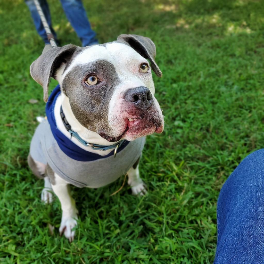 Enlarge Meril, a Adoptable mixed breed image 3/6