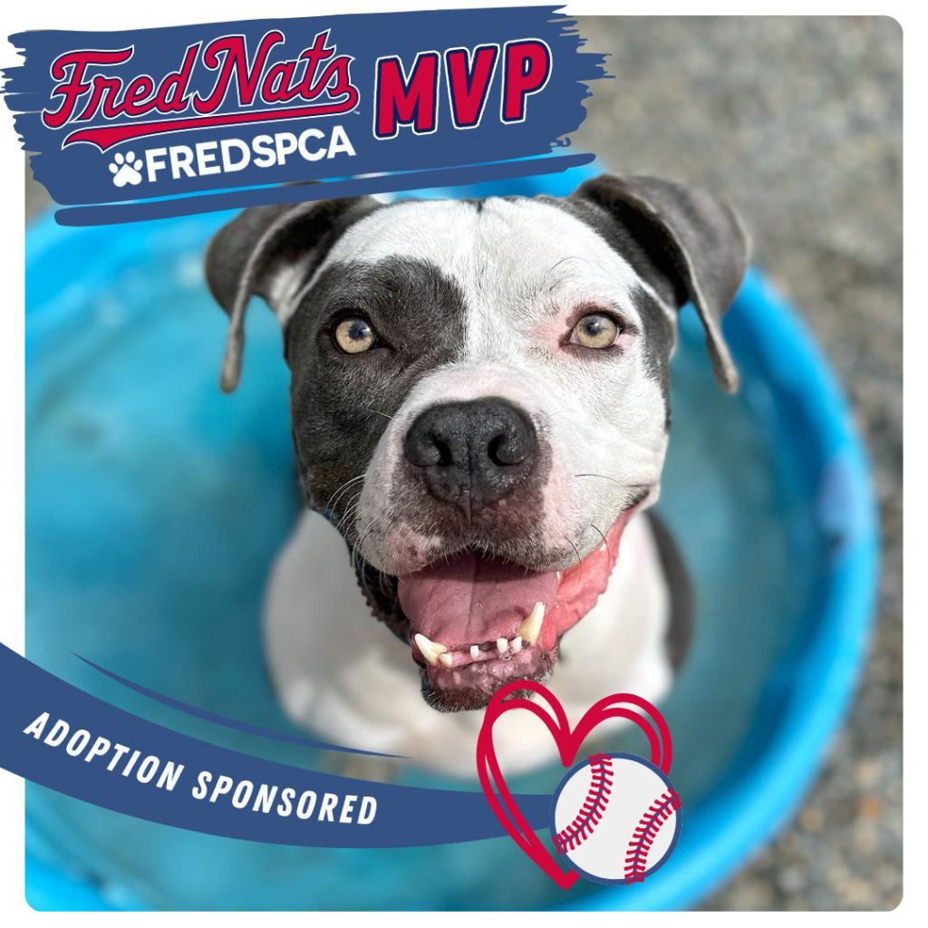 Enlarge Meril, a Adoptable mixed breed image 4/6