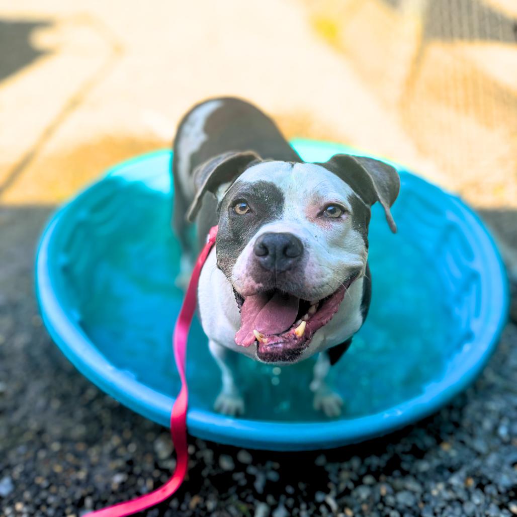 Enlarge Meril, a Adoptable mixed breed image 5/6