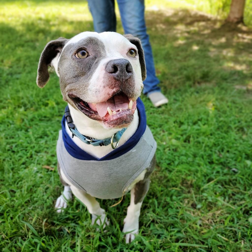 Enlarge Meril, a Adoptable mixed breed image 6/6