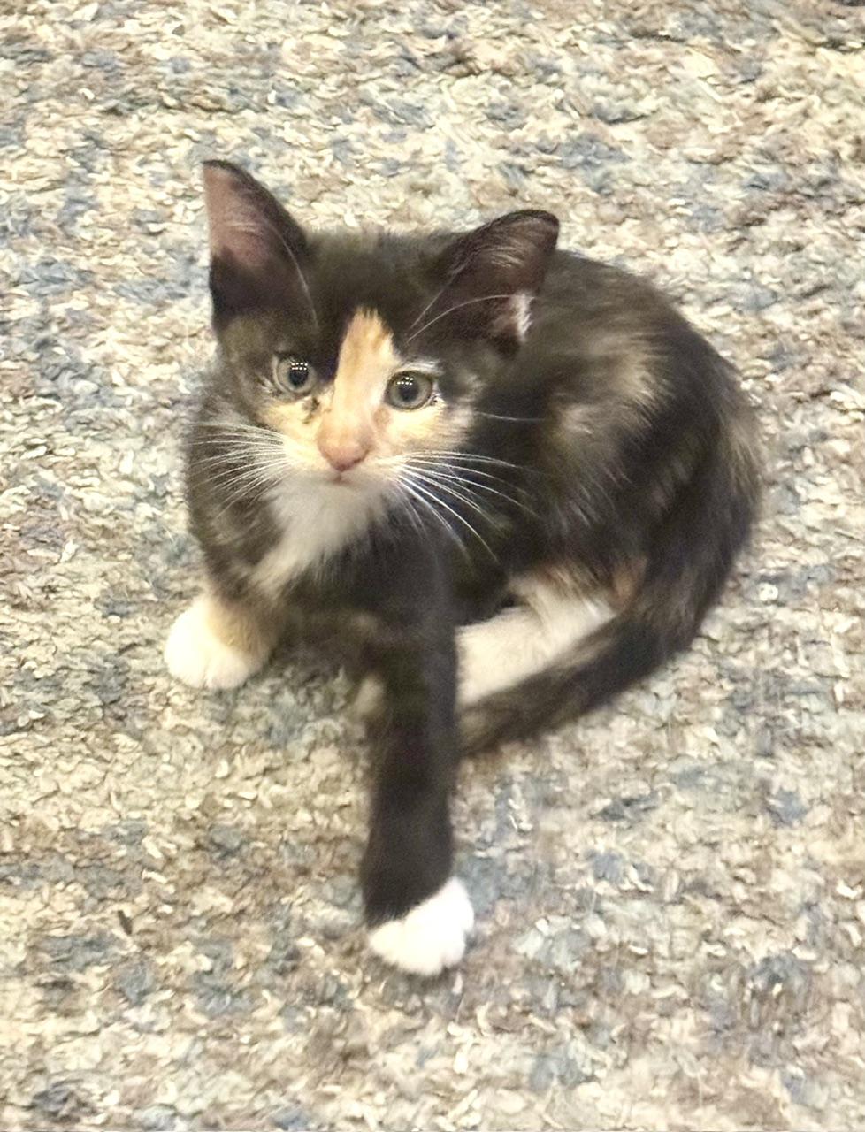 Rosie, adopted, Kitten Female Domestic Short Hair.
