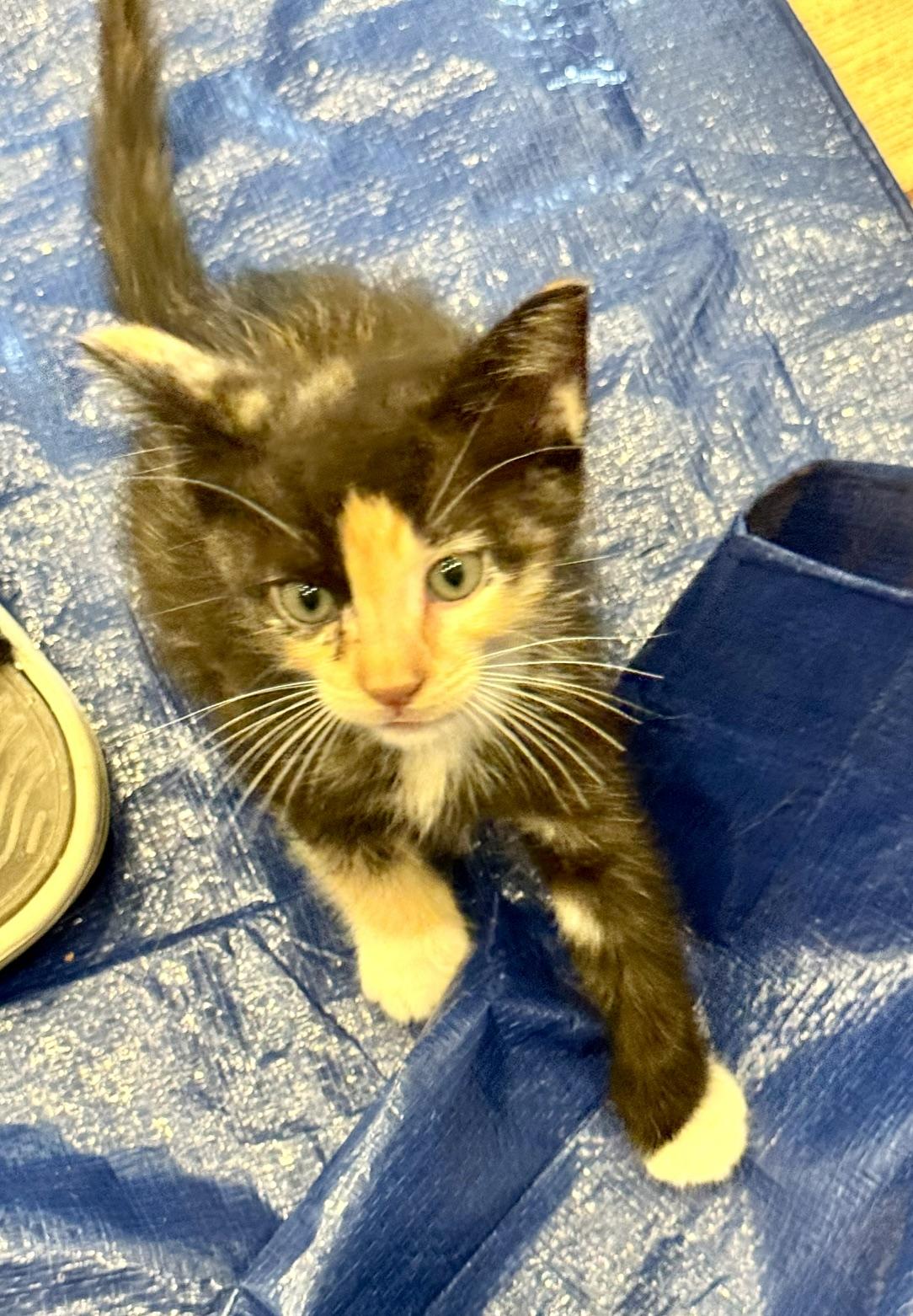 Enlarge Rosie, an adopted Domestic Short Hair in Tustin, CA image 2/3