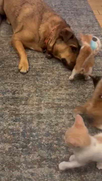 Enlarge Rosie, an adopted Domestic Short Hair in Tustin, CA video 3/3