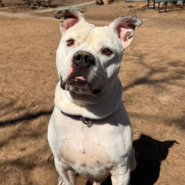 UNO, Adoptable, Adult Male American Bulldog.