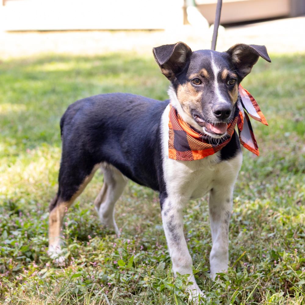 Enlarge Austin (Male), a Adoptable mixed breed in West Grove, PA image 6/6