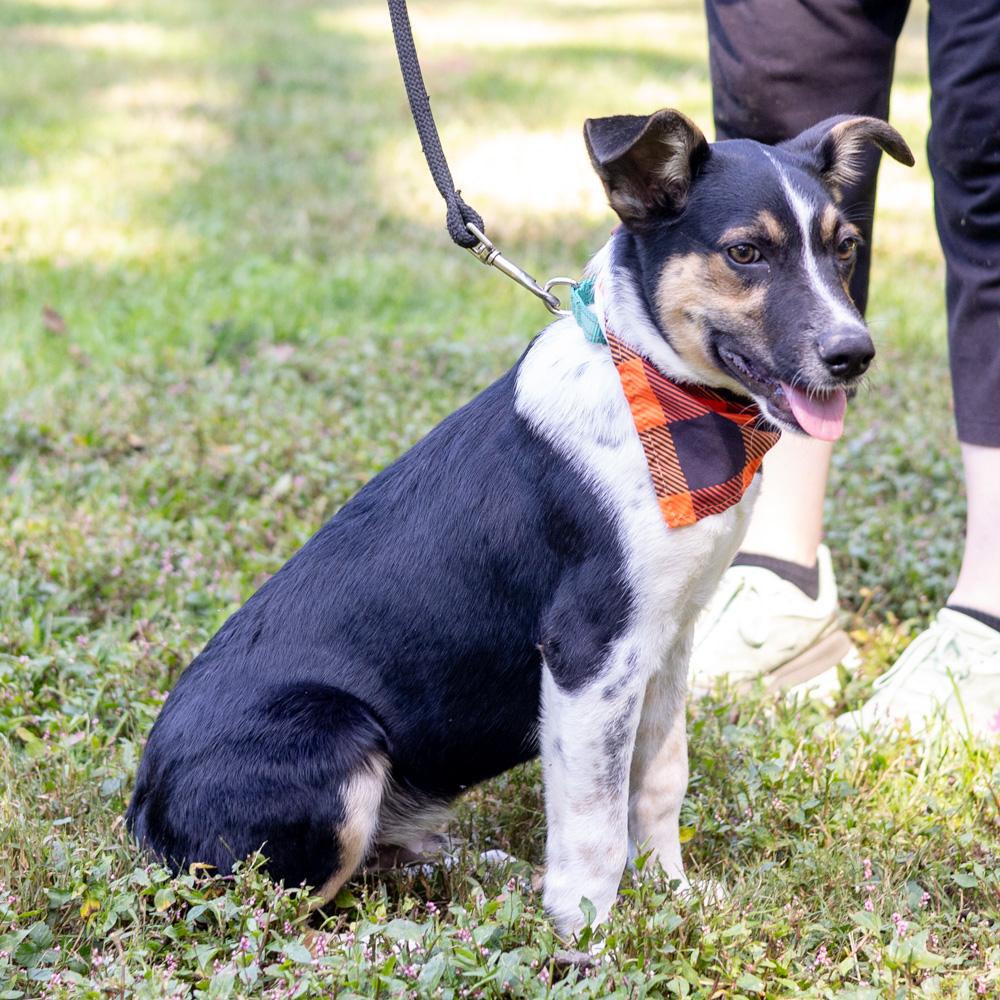 Enlarge Austin (Male), a Adoptable mixed breed in West Grove, PA image 4/6