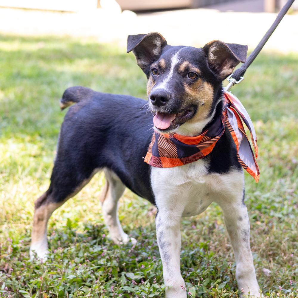 Austin (Male), Adoptable, Puppy Male Australian Cattle Dog / Blue Heeler & Pointer.