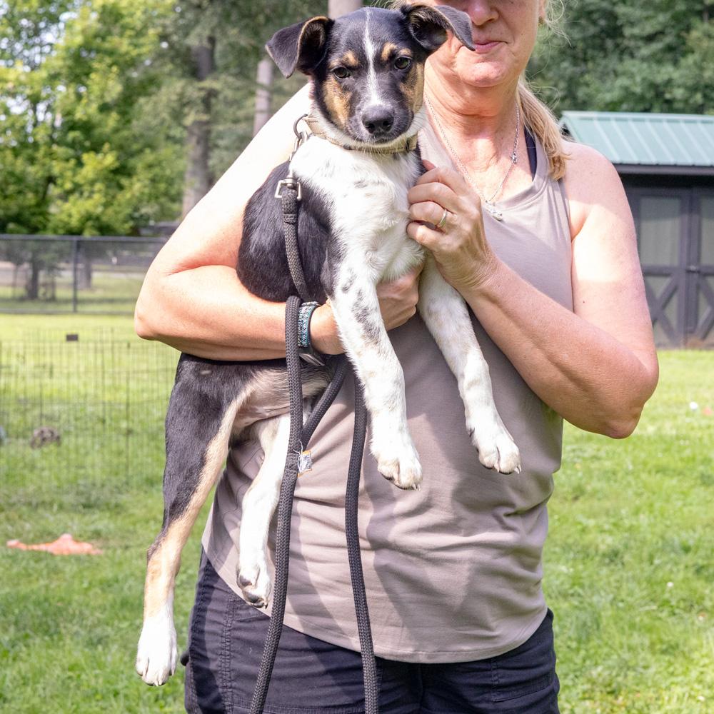 Enlarge Blake (Male), a Adoptable mixed breed in West Grove, PA image 3/5