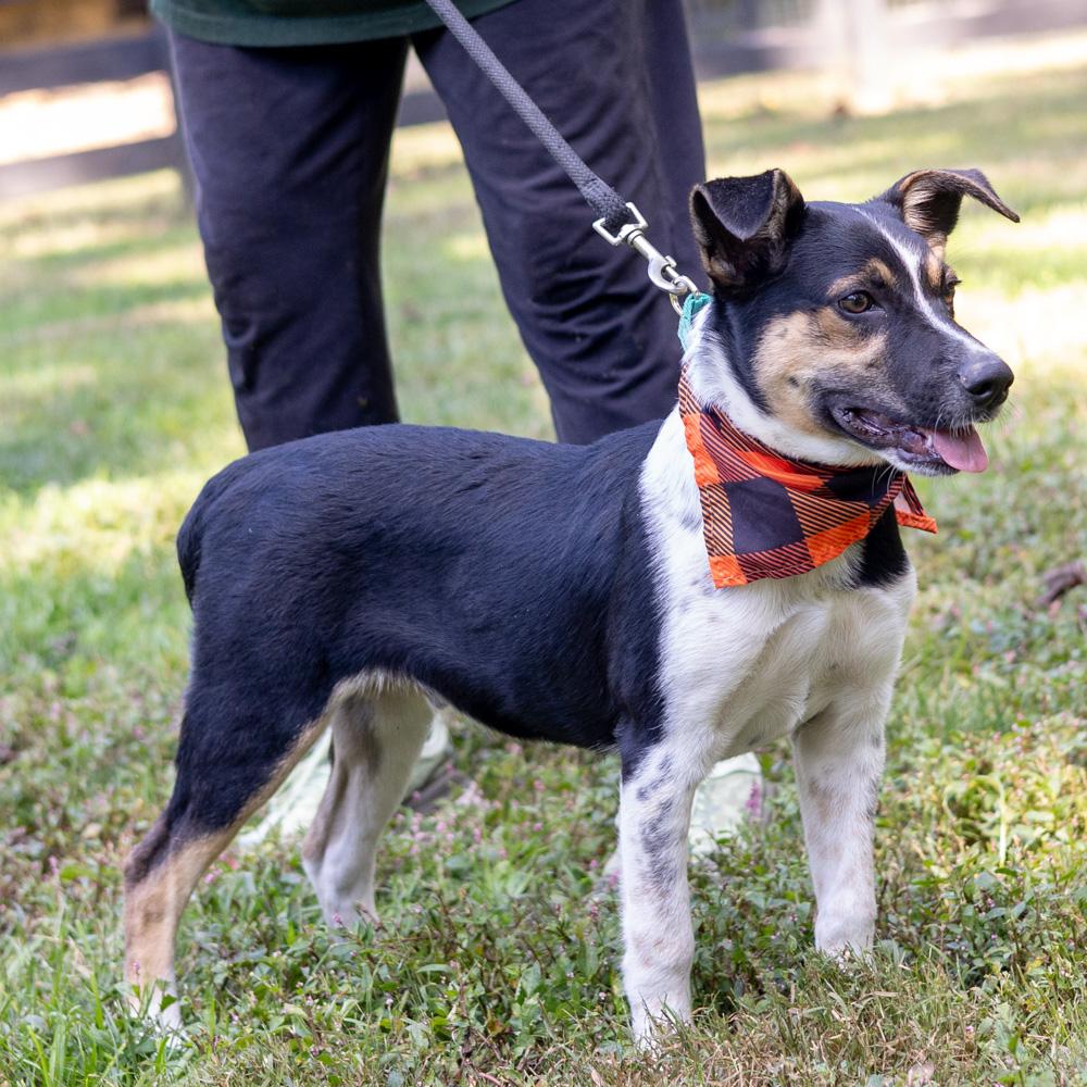 Enlarge Austin (Male), a Adoptable mixed breed in West Grove, PA image 5/6