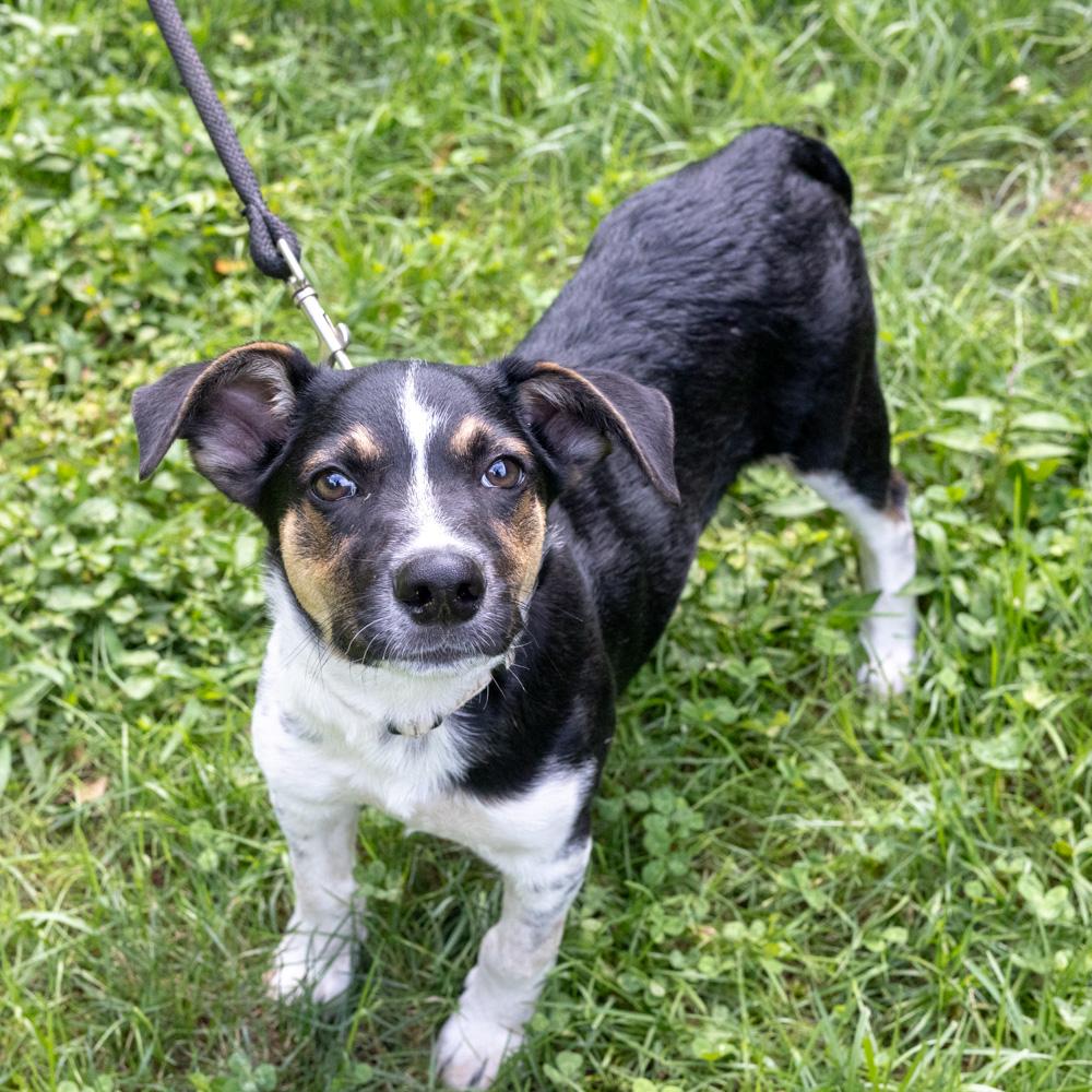 Enlarge Blake (Male), a Adoptable mixed breed in West Grove, PA image 2/5