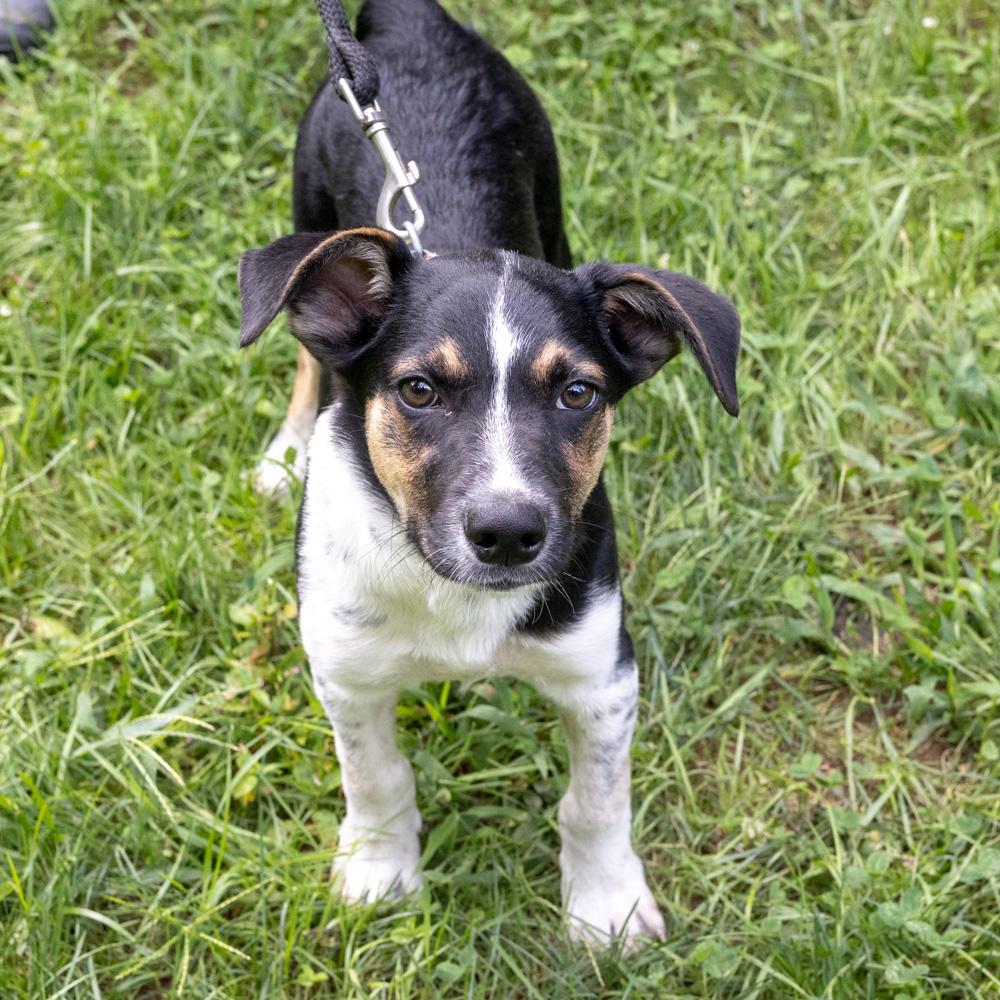 Enlarge Blake (Male), a Adoptable mixed breed in West Grove, PA image 4/5