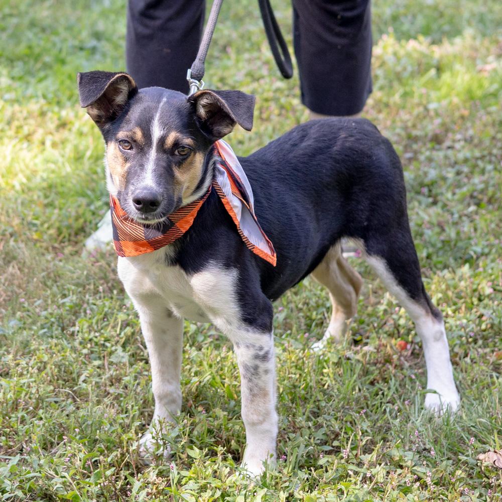 Enlarge Austin (Male), a Adoptable mixed breed in West Grove, PA image 3/6