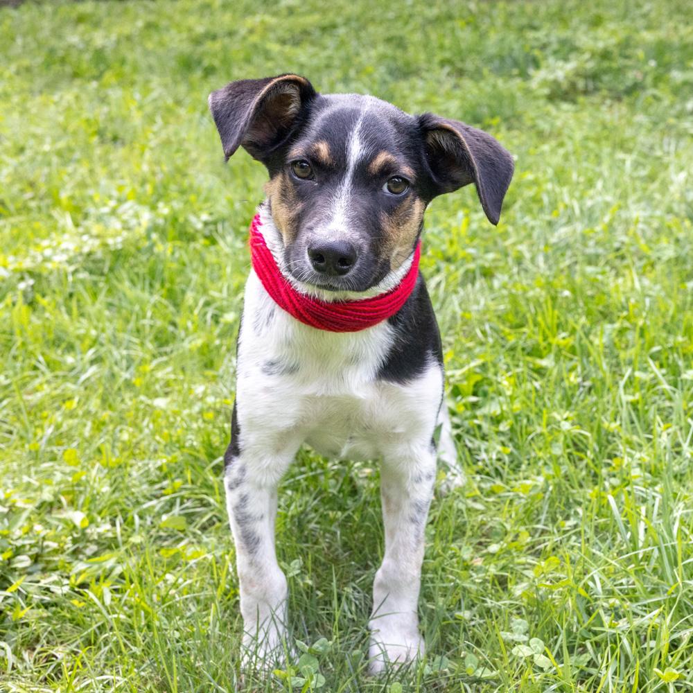 Enlarge Blake (Male), a Adoptable mixed breed in West Grove, PA image 1/5