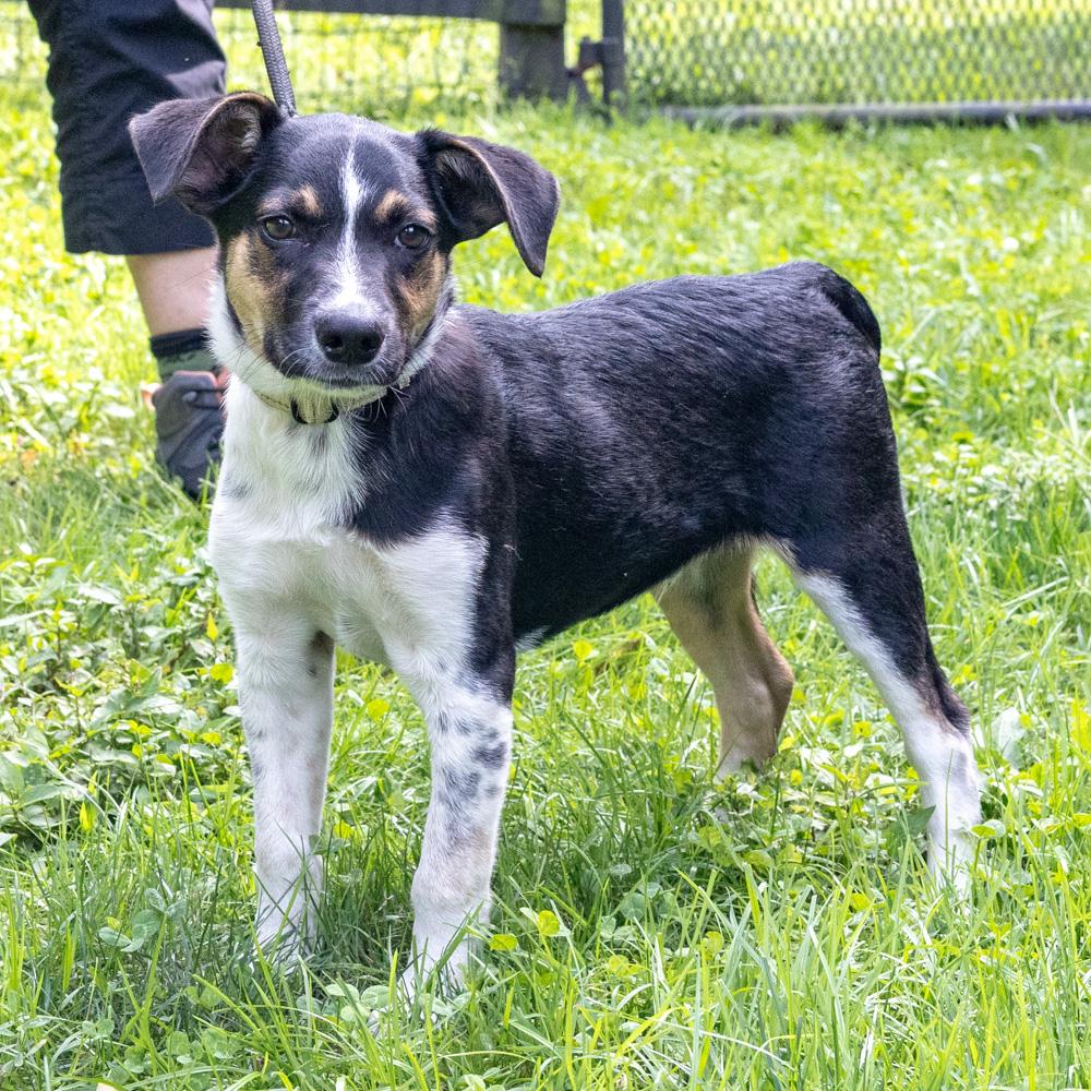 Enlarge Blake (Male), a Adoptable mixed breed in West Grove, PA image 5/5