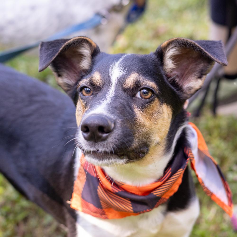 Enlarge Austin (Male), a Adoptable mixed breed in West Grove, PA image 2/6