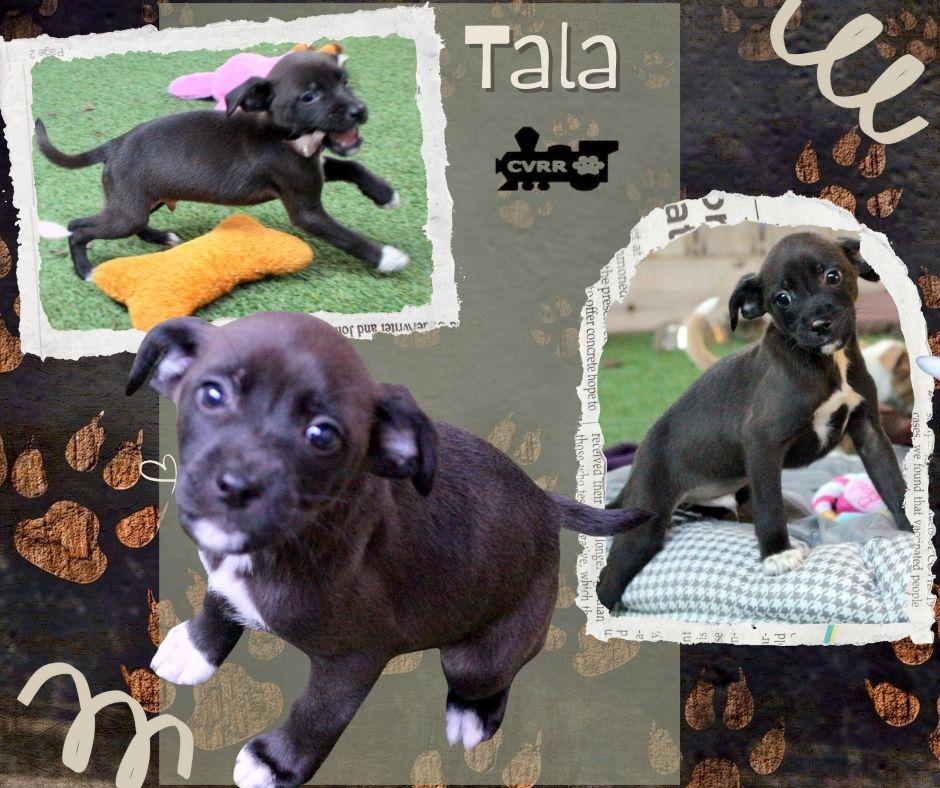 Enlarge Tala (Puppy), a Adoptable mixed breed in LINDSAY, CA image 1/1