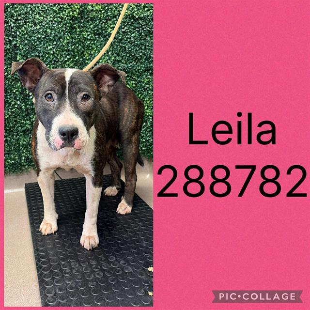 LEILA, Adoptable, Young Female Pit Bull Terrier & Mixed Breed.