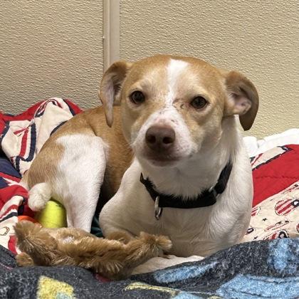 Joe, Adoptable, Young Male Mixed Breed & Mixed Breed.