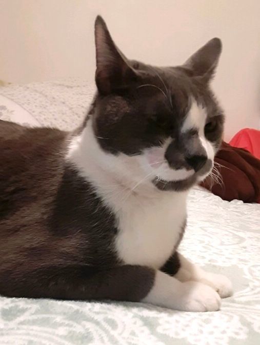 Enlarge Gumby, a Adopted Domestic Short Hair in Goliad, TX image 1/6