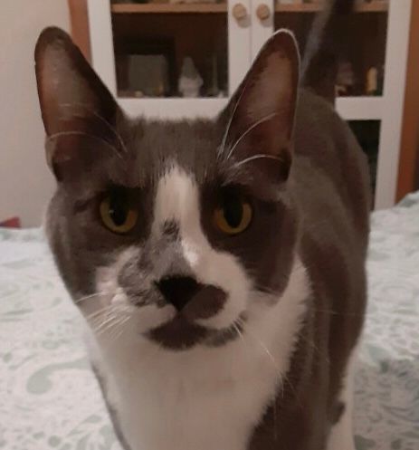 Enlarge Gumby, a Adopted Domestic Short Hair in Goliad, TX image 2/6