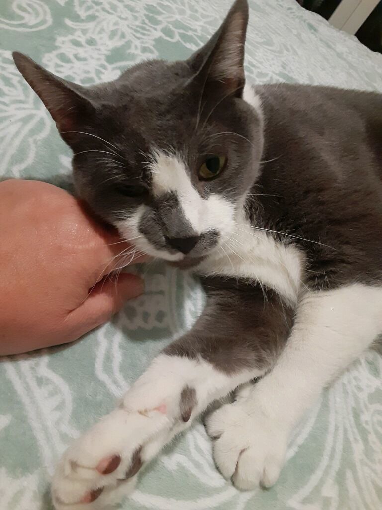 Gumby, Adopted, Senior Male Domestic Short Hair.