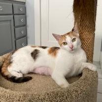 Roux — thumbnail 2