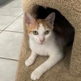 Roux — thumbnail 3