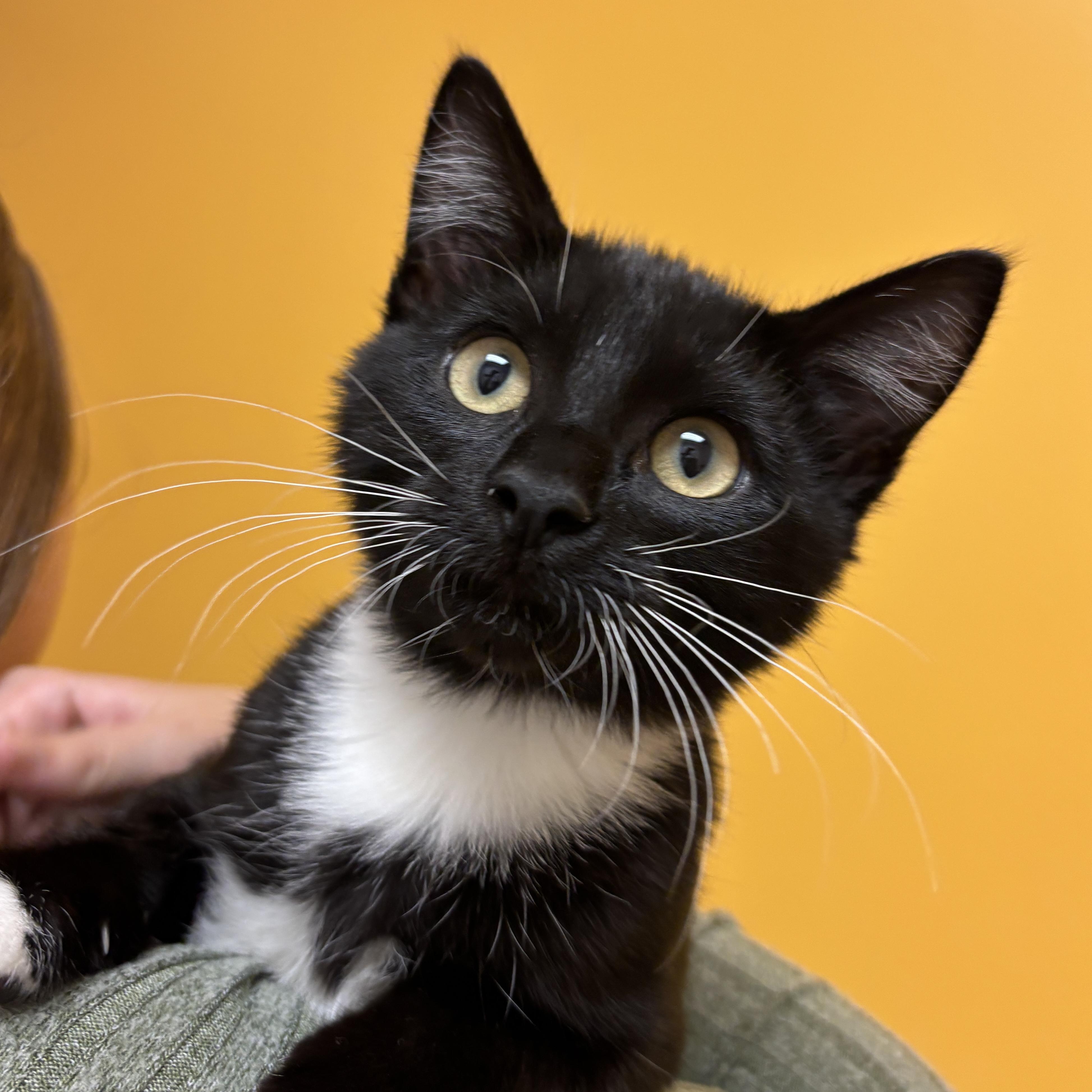 Enlarge Fireball, a Adoptable Domestic Short Hair in Sonora, CA image 1/1