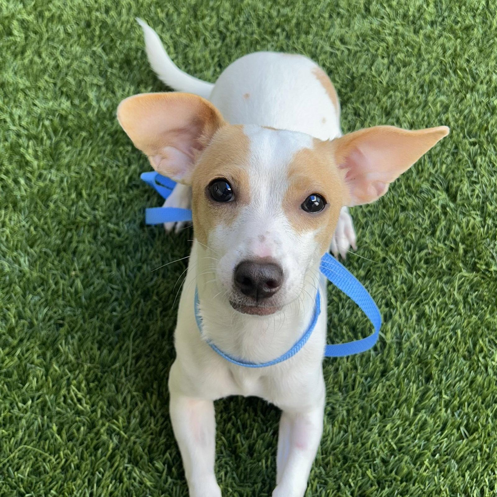 Enlarge Hazel, a Adopted Terrier in Burlingame, CA image 1/1